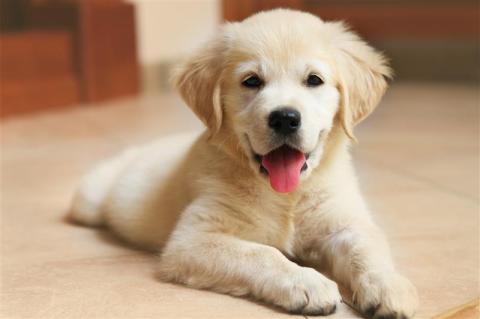 Puppy Checklist: Your Complete Guide to Welcoming a New Furry Friend