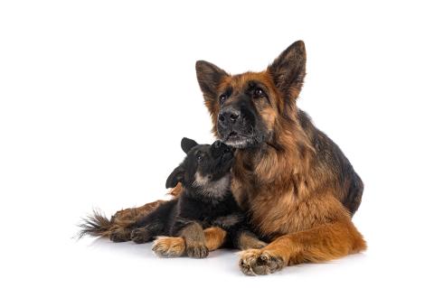average lifespan of dogs