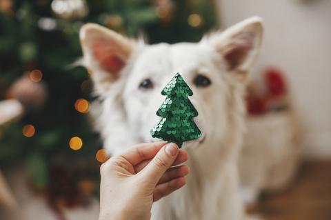 dog christmas outfit