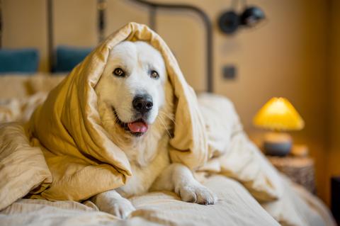 dog and puppy winter coats and jackets