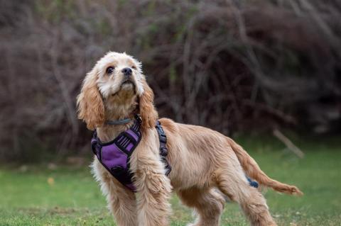puppy collars and puppy harness