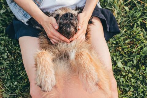 massage your dog