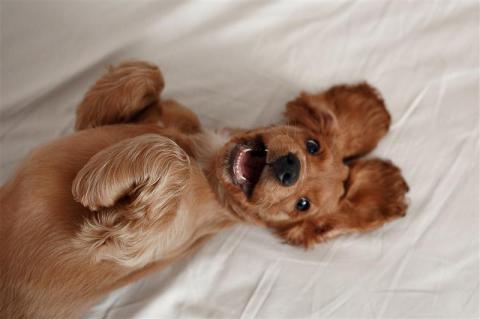 indian dog and puppy names