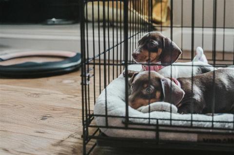 crate train puppy