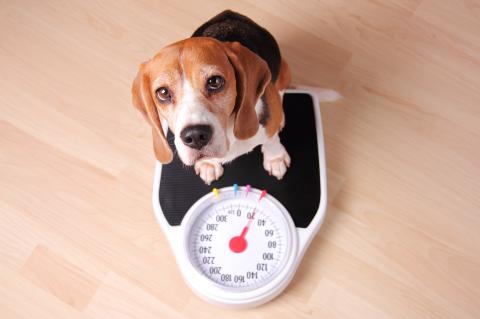increase dog weight