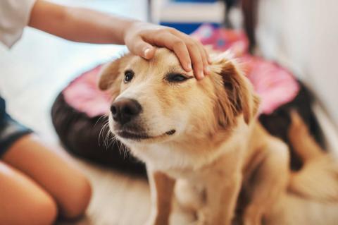 calm dog stress