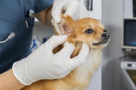 dog ear infections