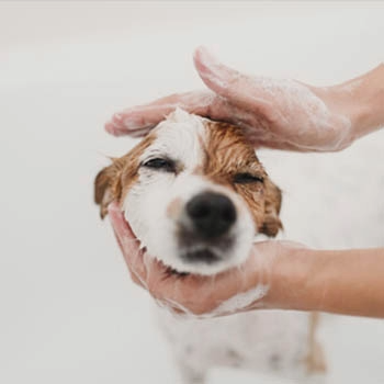 Puppy care essentials guide for new pet parents