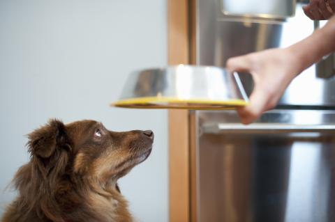 A dog looking at the food bowl the pet parent is serving.