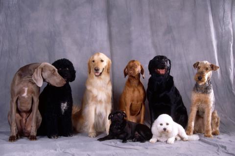 8 different breeds dogs sitting together.