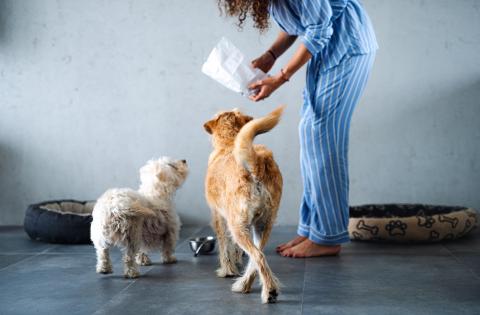 A woman feeding her two pet dogs