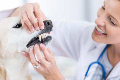 In this closeup, a smiling mid adult female vet uses both hands to pull back the upper and lower lips of a yellow lab to examine her teeth.