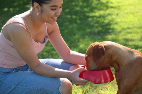 A girl holding the dog feeding bowl in the hand and feeding the dog