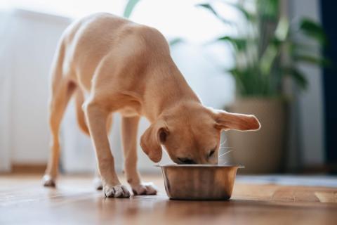 Cute Yellow Dog Eating From a Bowl at Home
