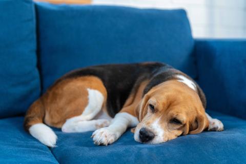 6 Signs of digestive discomfort