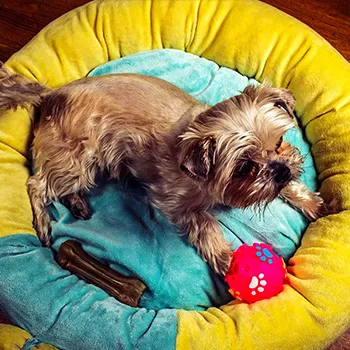 Image of two dogs
