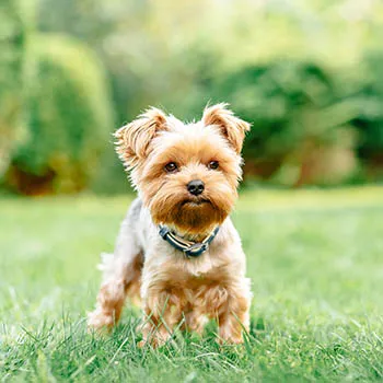 Image of dog
