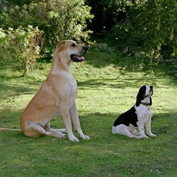 Image of two dogs