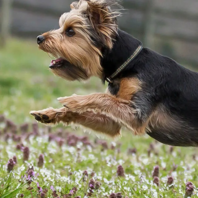 Image of dog jumping