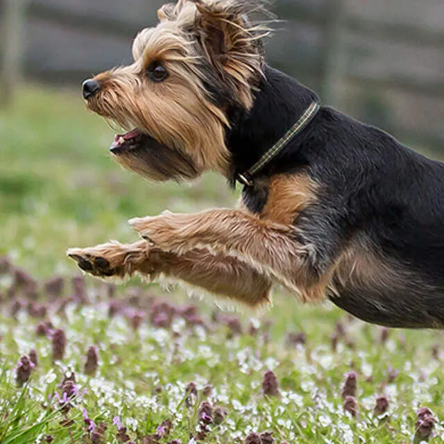 Image of dog