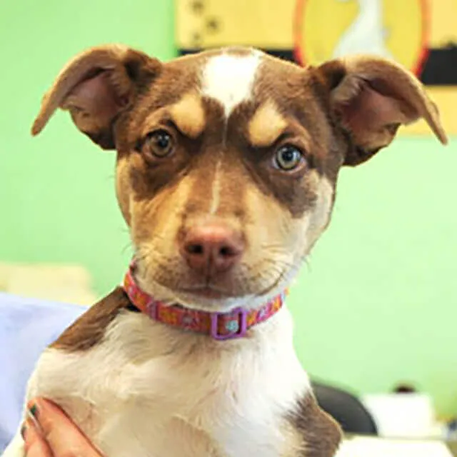 Caring for dogs with chronic kidney problems