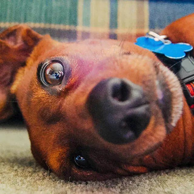 Adopted indian street dog care