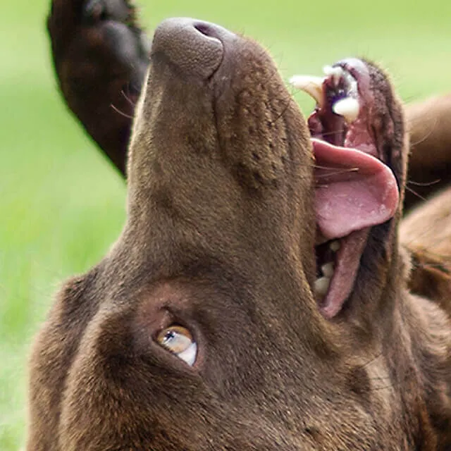 Image of dog
