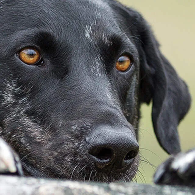 Image of dog