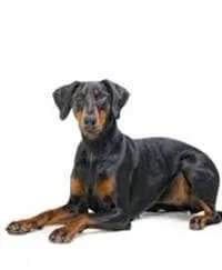 Doberman