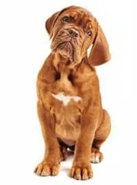 Mastiff