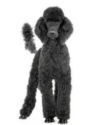 Poodle