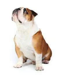 Bull dog