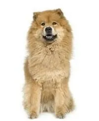chow