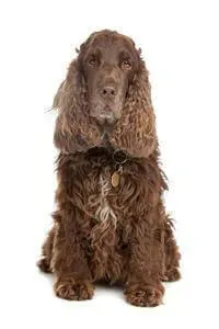 cocker