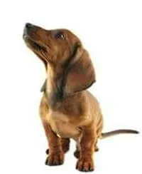 Dashund