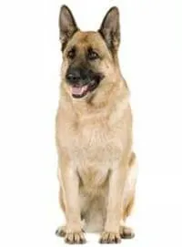 German