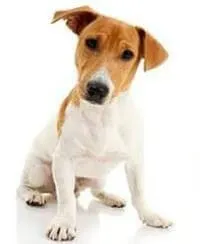 jack
