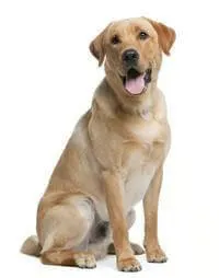 Labrador Dog