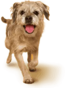 Image of dog