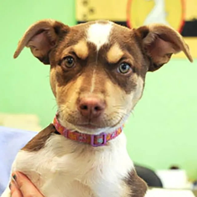 How to Know If Your Dog is Sick?
