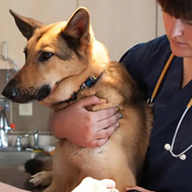Dog Allergies