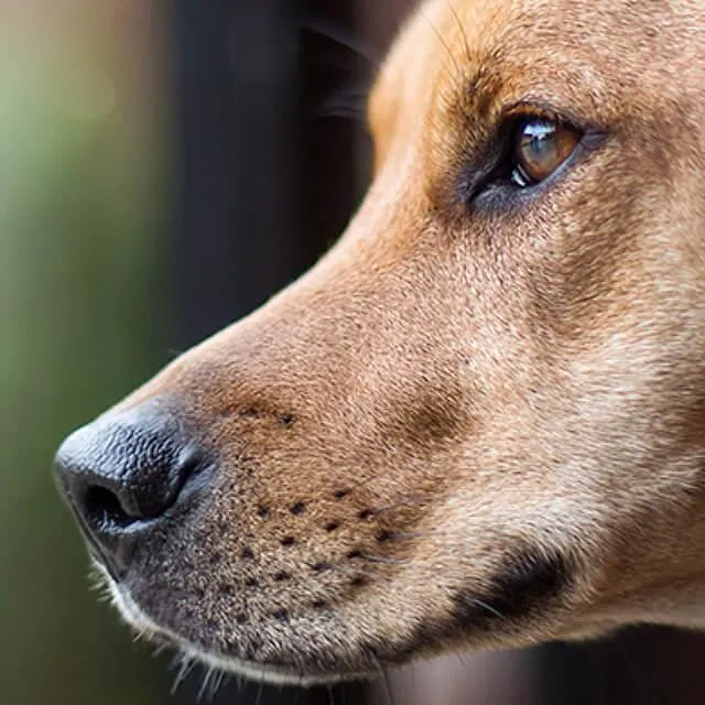 why-does-my-dog-have-bad-breath