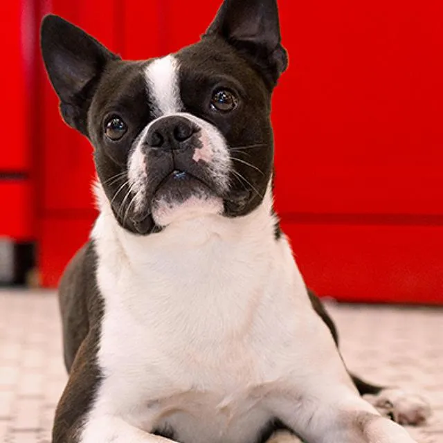 Feeding your dog or puppy