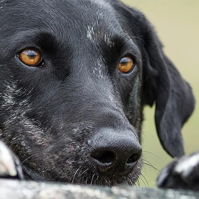 Preparing to bring home a new rescue dog