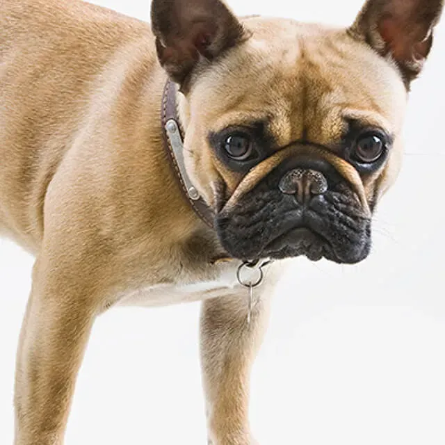 train your dog