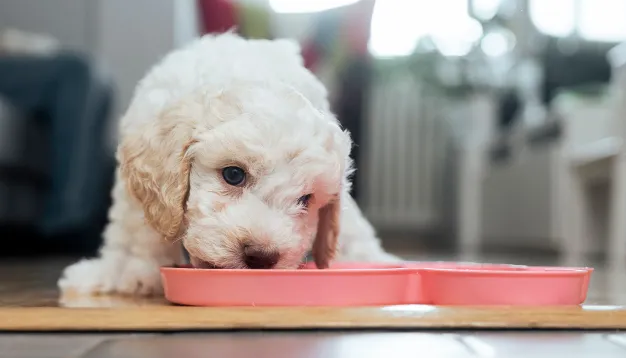 When Should You Start Feeding Your Puppy Wet Food?