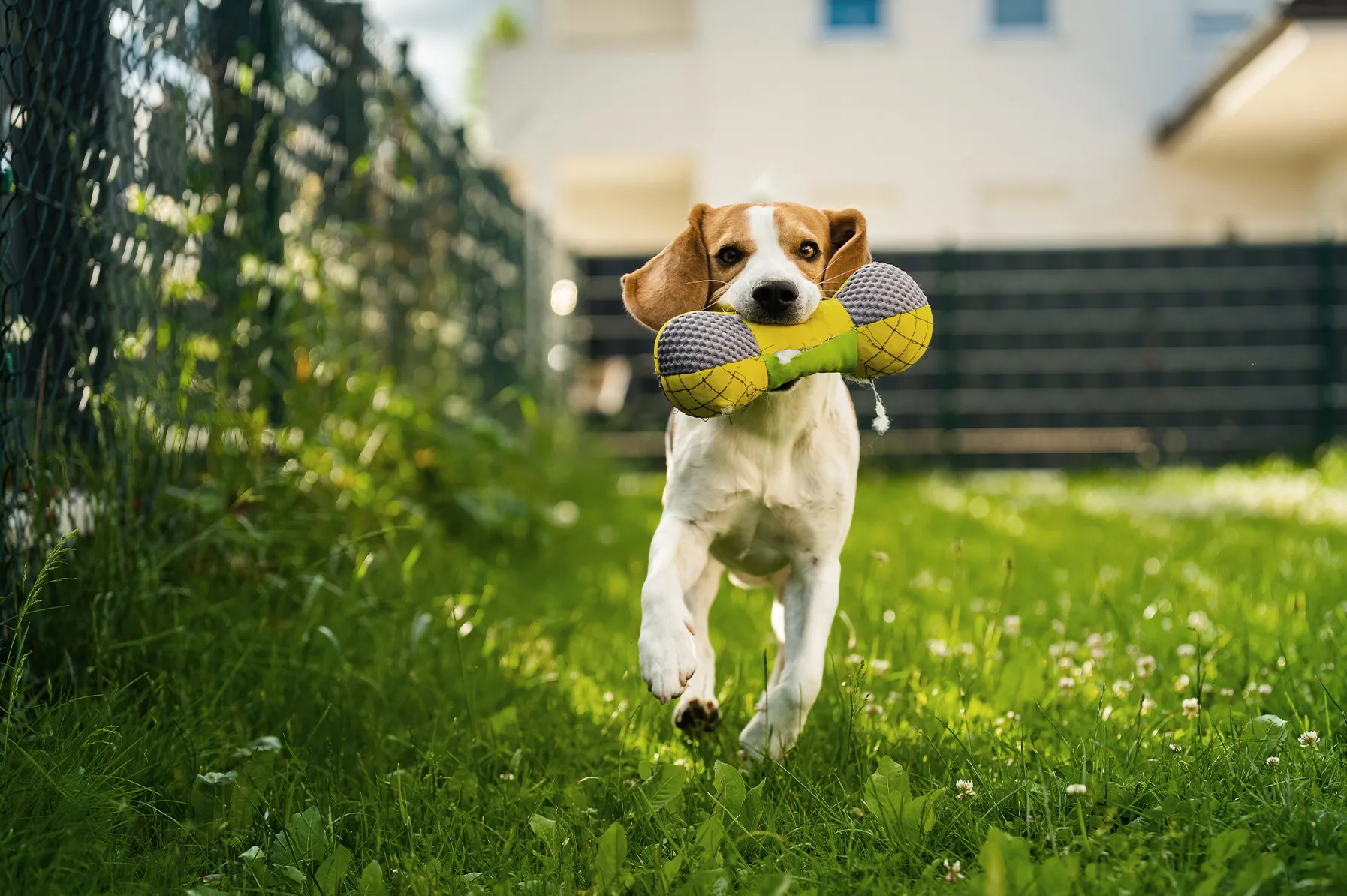 Top 5 Fun Games to Play with Your Furry Friend