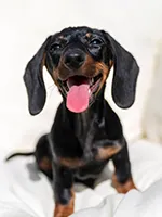 small dog breeds