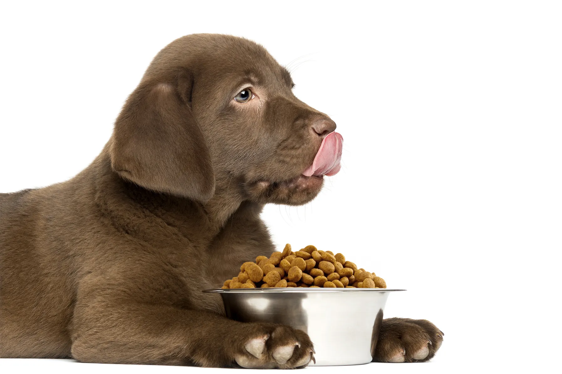choose right food for puppy