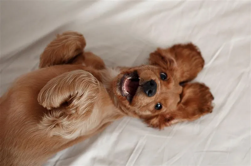 indian dog and puppy names